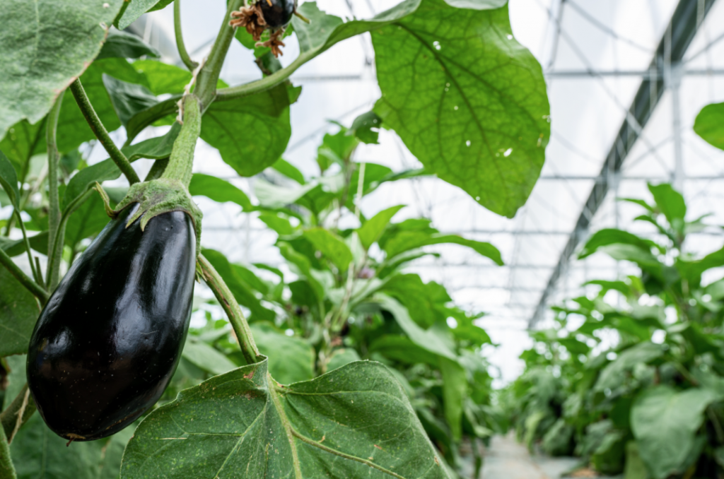 Safra de berinjela obteve um rendimento superior com o sistema agrivoltaico. Foto: Sun'Agri