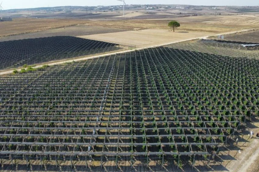 Instalação de usina solar melhora qualidade dos vinhos em vinícola italiana