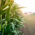 Canal solar - Agro é responsável por 60% da energia renovável utilizada no Brasil