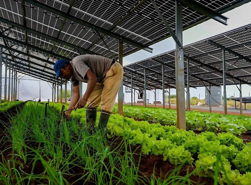 Energia solar e agricultura dividem espaço em novo projeto no Rio de Janeiro