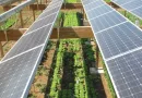 Canal Solar - Plano Safra reduz recursos para transição energética com solar e armazenamento, alerta ABSOLAR