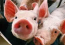 Detentora das marcas Sadia e Perdigão amplia produção de aves e suínos com energia solar