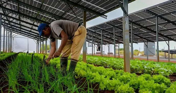 Energia solar e agricultura dividem espaço em novo projeto no Rio de Janeiro